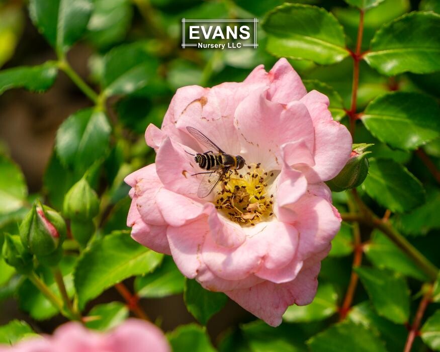 Images Evans Nursery LLC