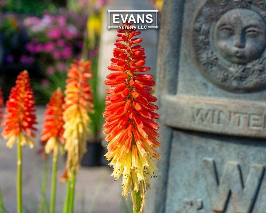 Images Evans Nursery LLC