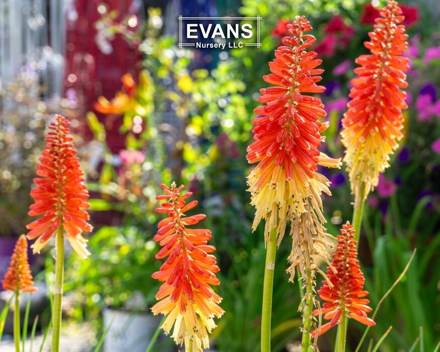 Images Evans Nursery LLC