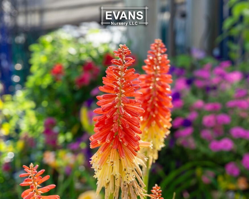 Images Evans Nursery LLC