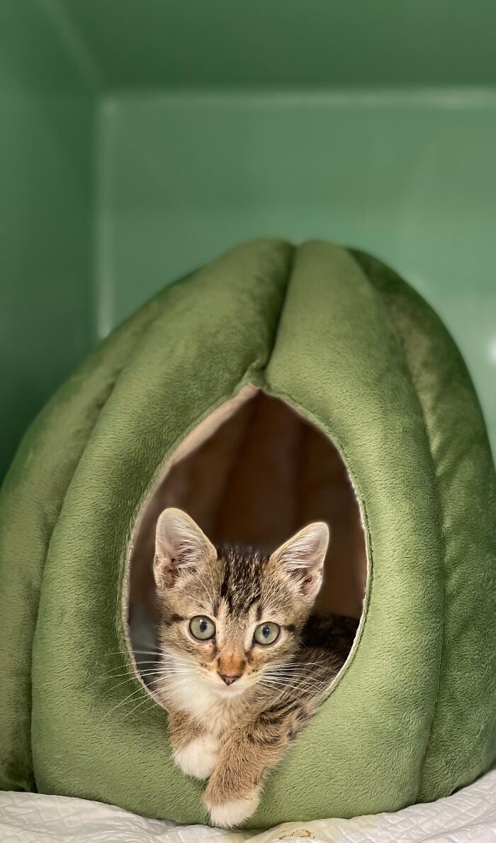 Images Shelton Veterinary Hospital