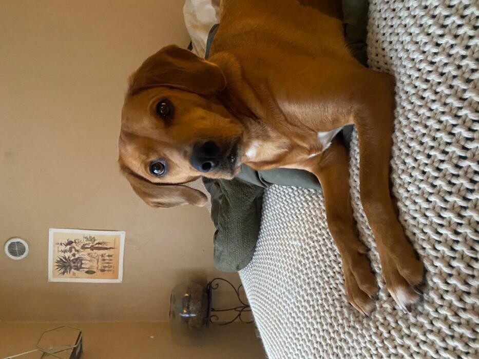 Images Shelton Veterinary Hospital