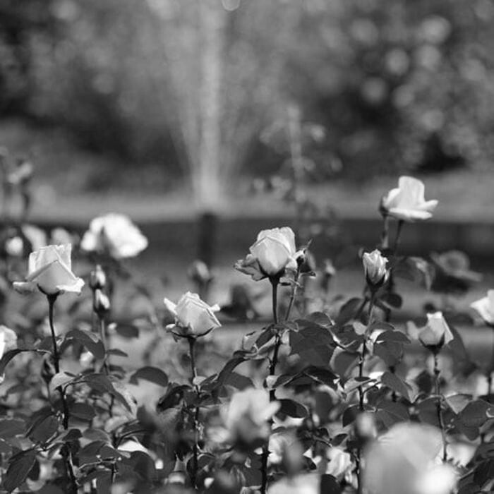 Images Roswell Seed Company Inc.
