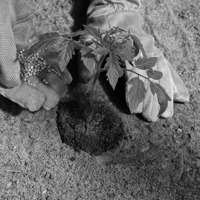 Images Roswell Seed Company Inc.