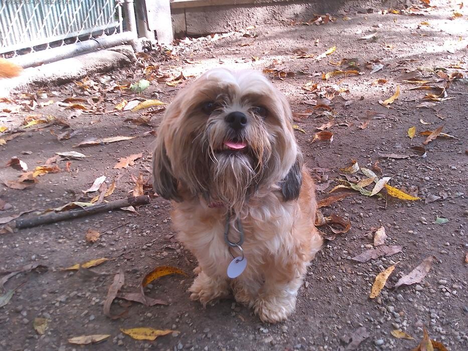 Images Brentwood Animal Campus