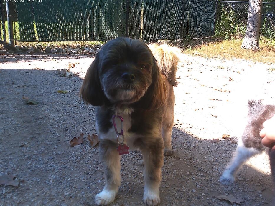 Images Brentwood Animal Campus