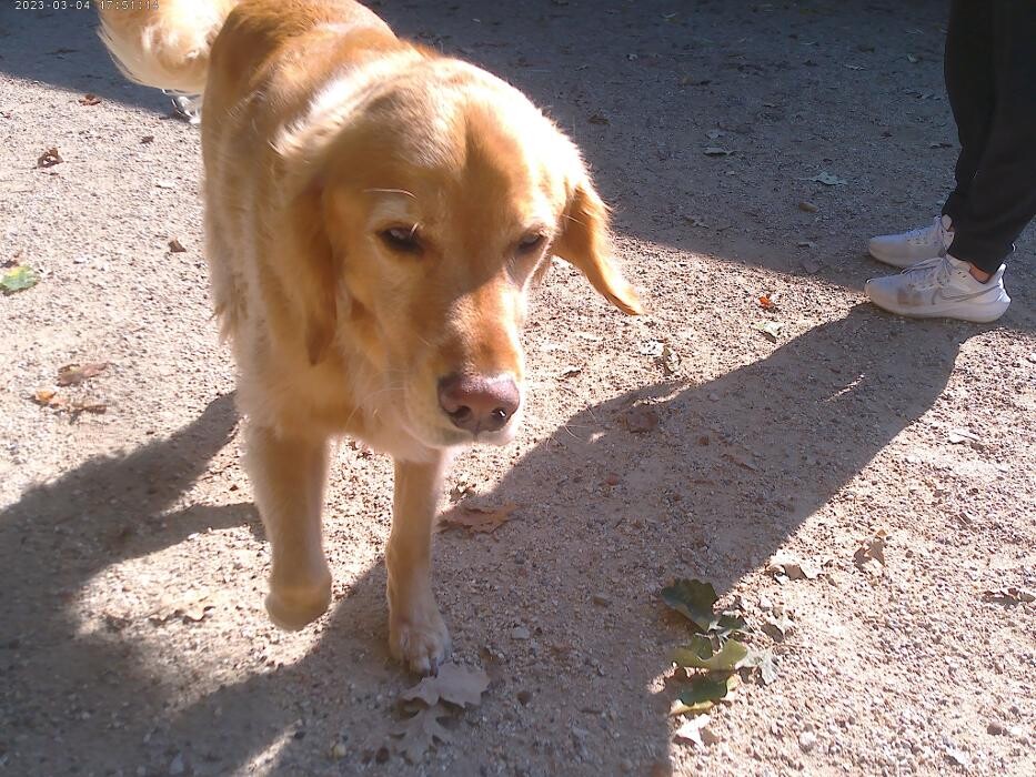 Images Brentwood Animal Campus
