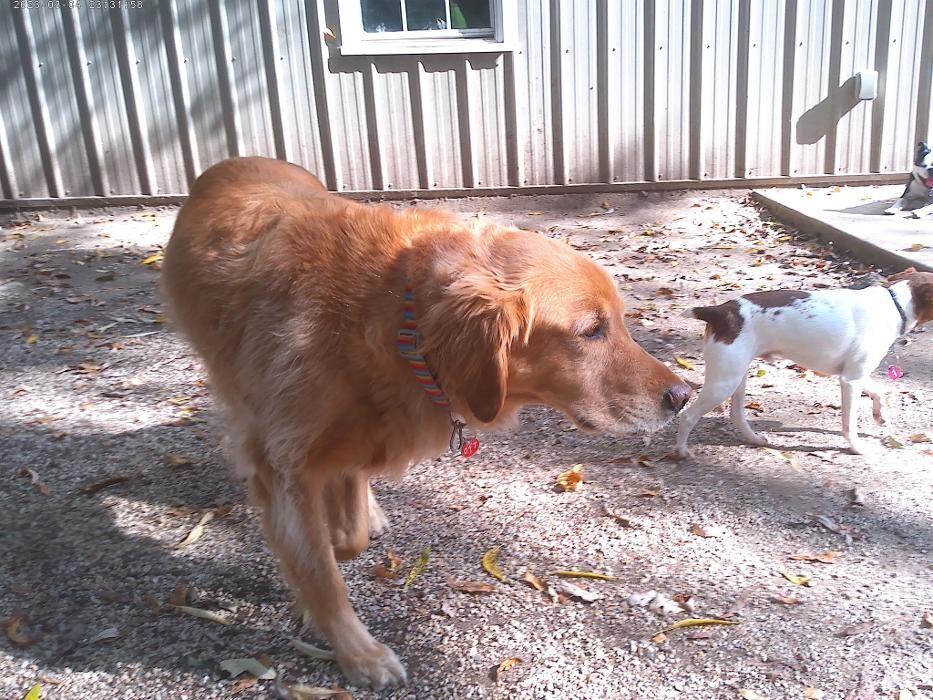 Images Brentwood Animal Campus