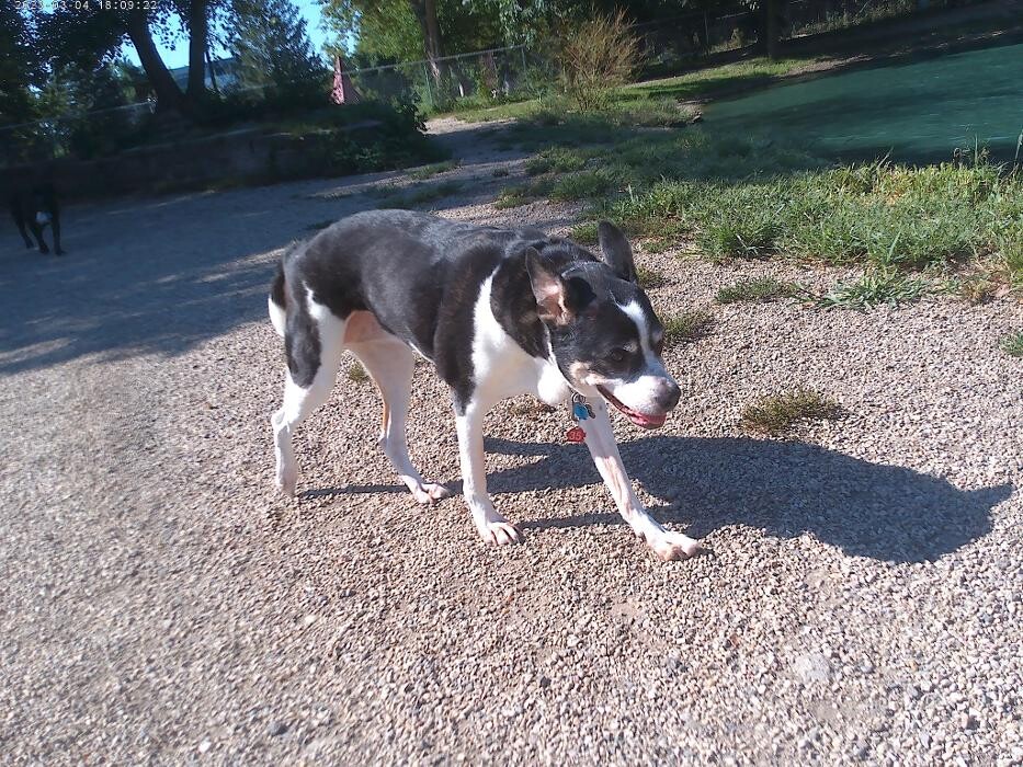 Images Brentwood Animal Campus