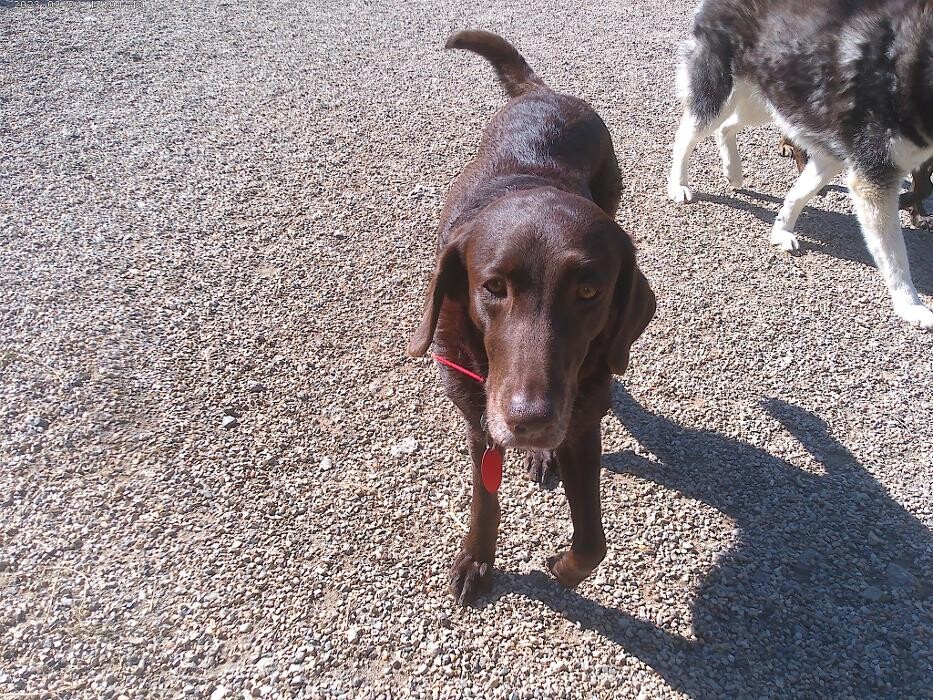 Images Brentwood Animal Campus