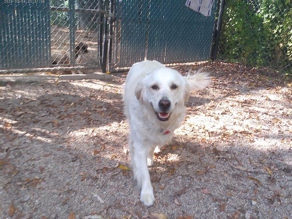 Images Brentwood Animal Campus