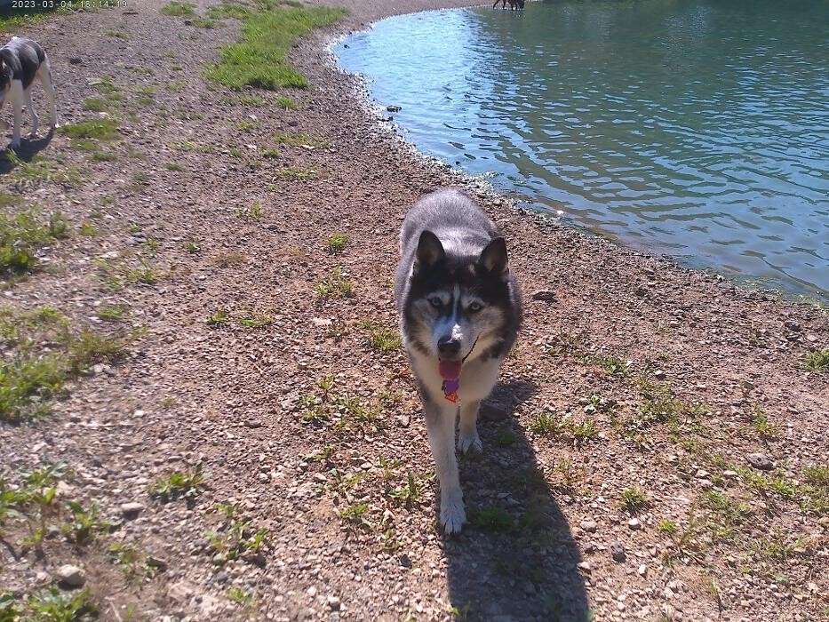 Images Brentwood Animal Campus