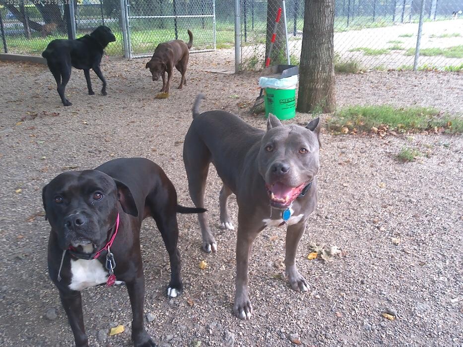 Images Brentwood Animal Campus