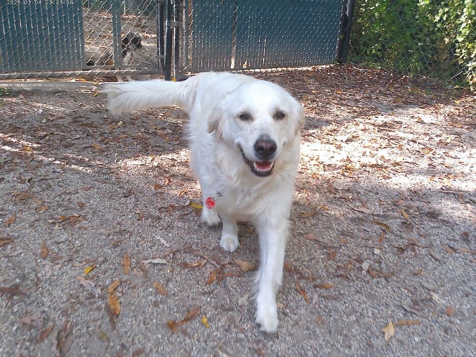 Images Brentwood Animal Campus