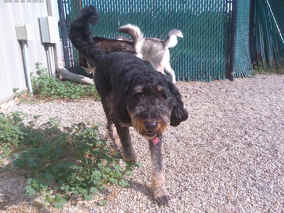 Images Brentwood Animal Campus