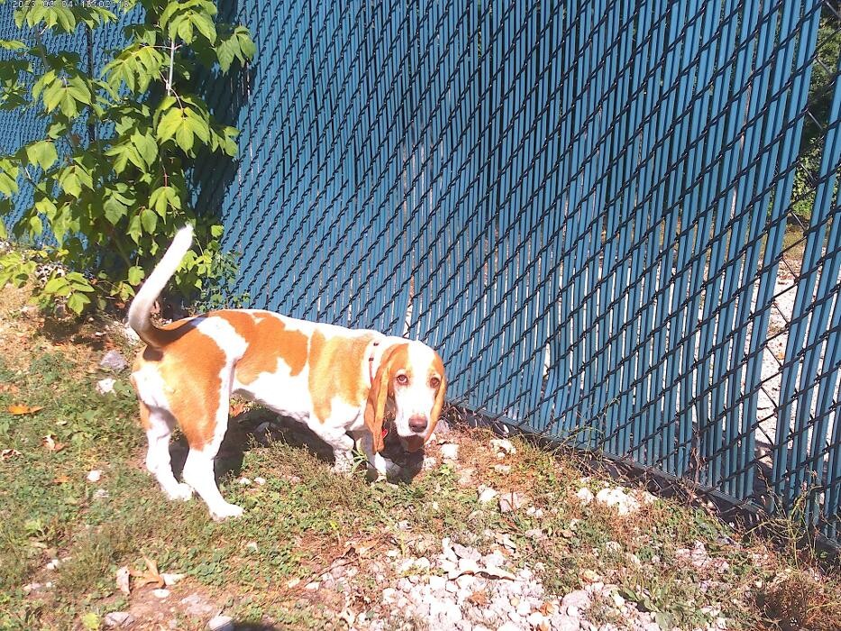 Images Brentwood Animal Campus