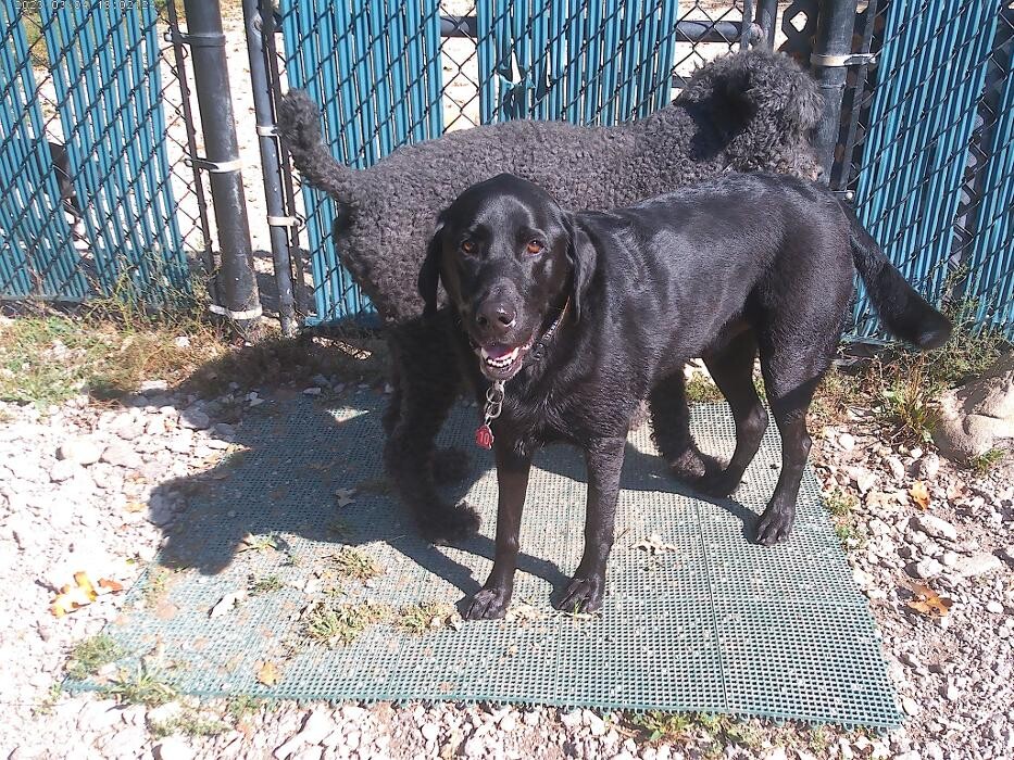 Images Brentwood Animal Campus