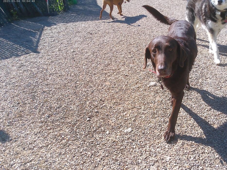 Images Brentwood Animal Campus