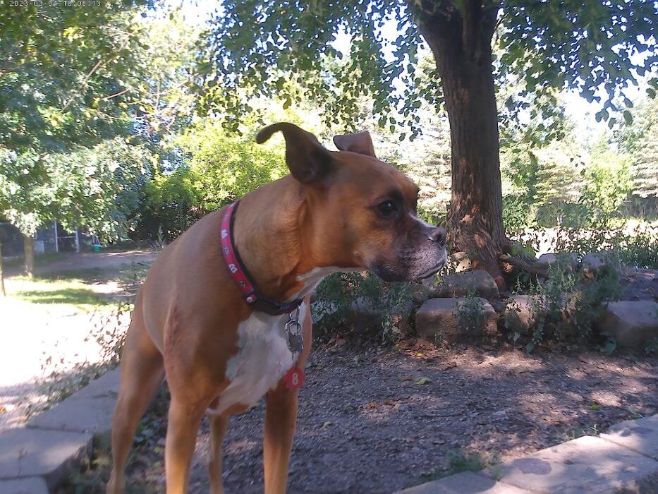 Images Brentwood Animal Campus