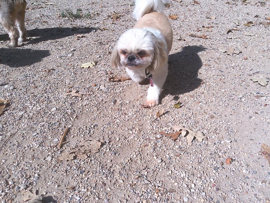 Images Brentwood Animal Campus