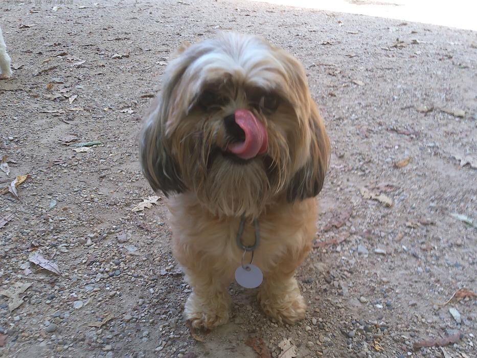 Images Brentwood Animal Campus