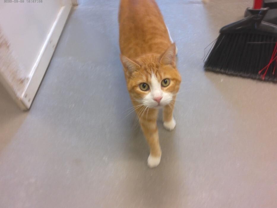 Images Brentwood Animal Campus