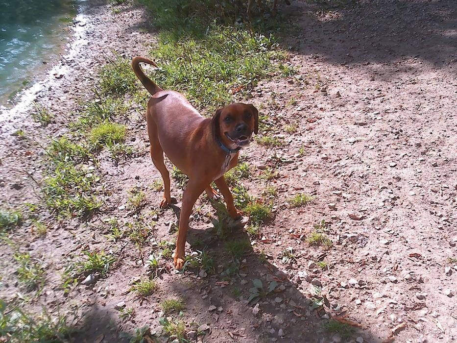 Images Brentwood Animal Campus
