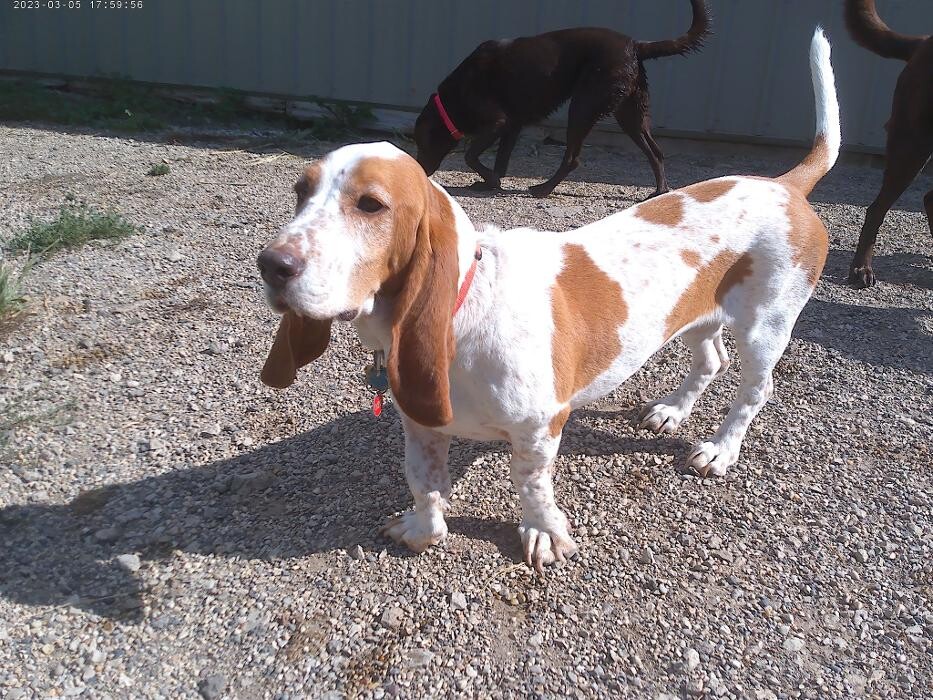 Images Brentwood Animal Campus