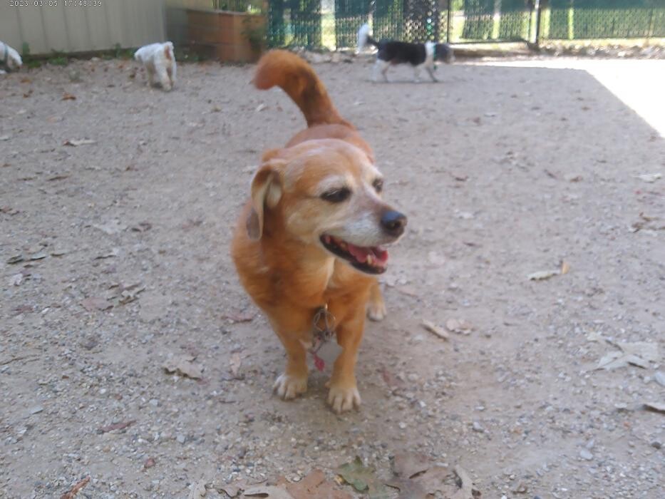 Images Brentwood Animal Campus