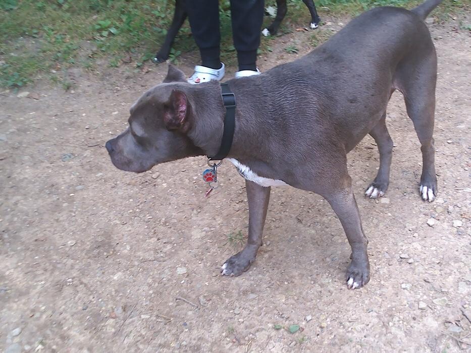 Images Brentwood Animal Campus
