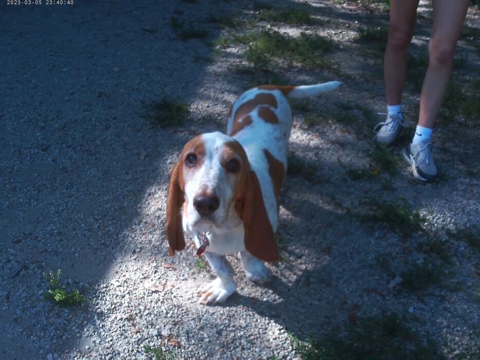 Images Brentwood Animal Campus