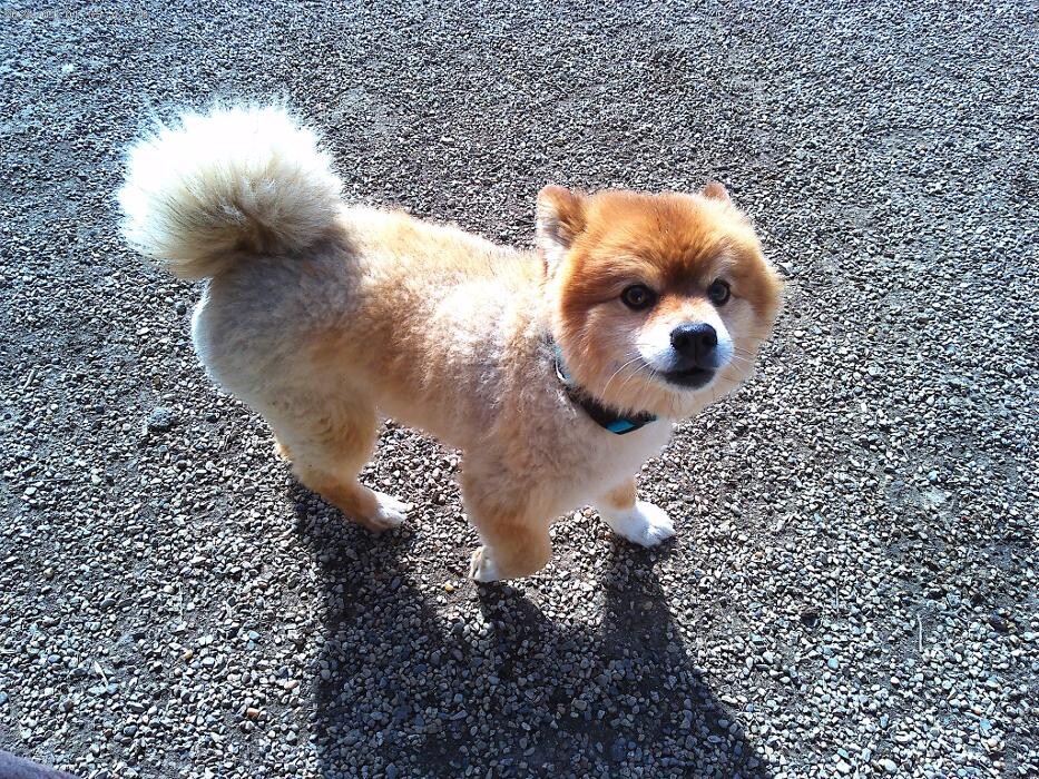 Images Brentwood Animal Campus