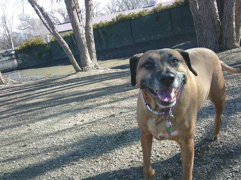 Images Brentwood Animal Campus