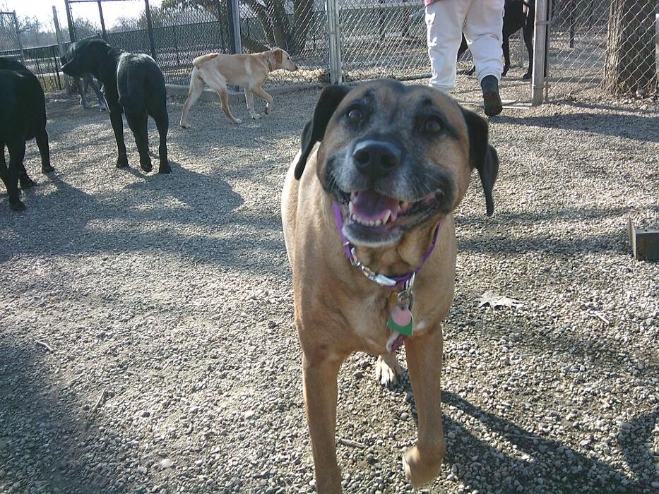 Images Brentwood Animal Campus