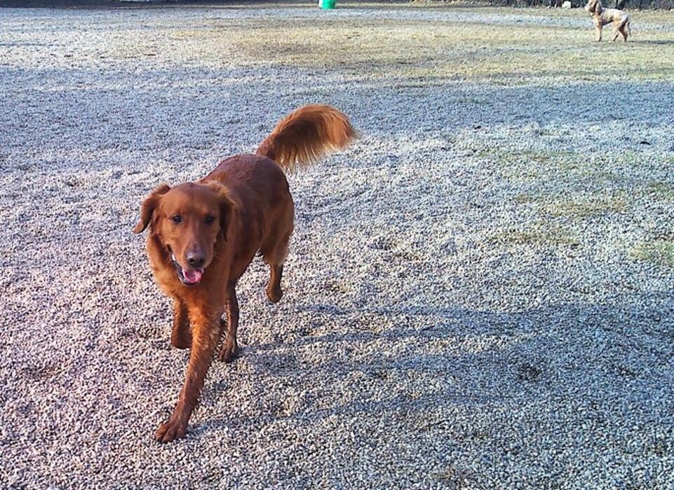 Images Brentwood Animal Campus