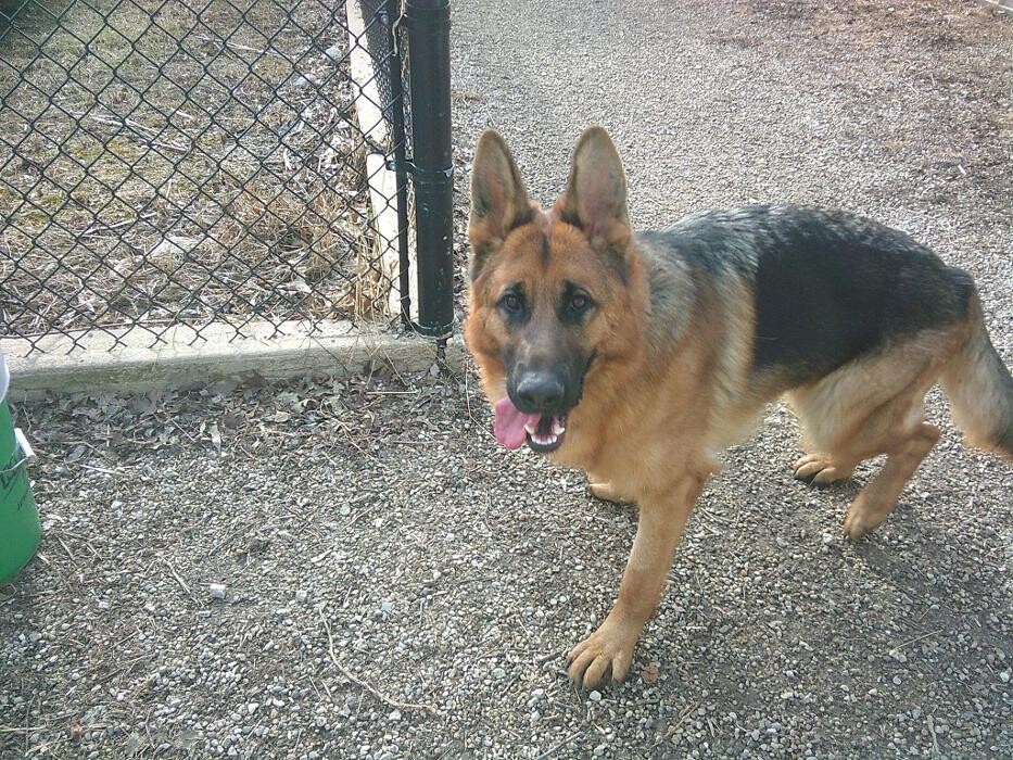 Images Brentwood Animal Campus
