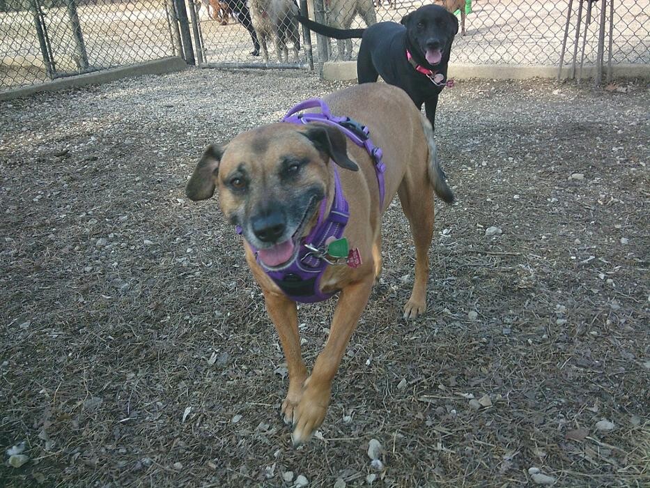 Images Brentwood Animal Campus