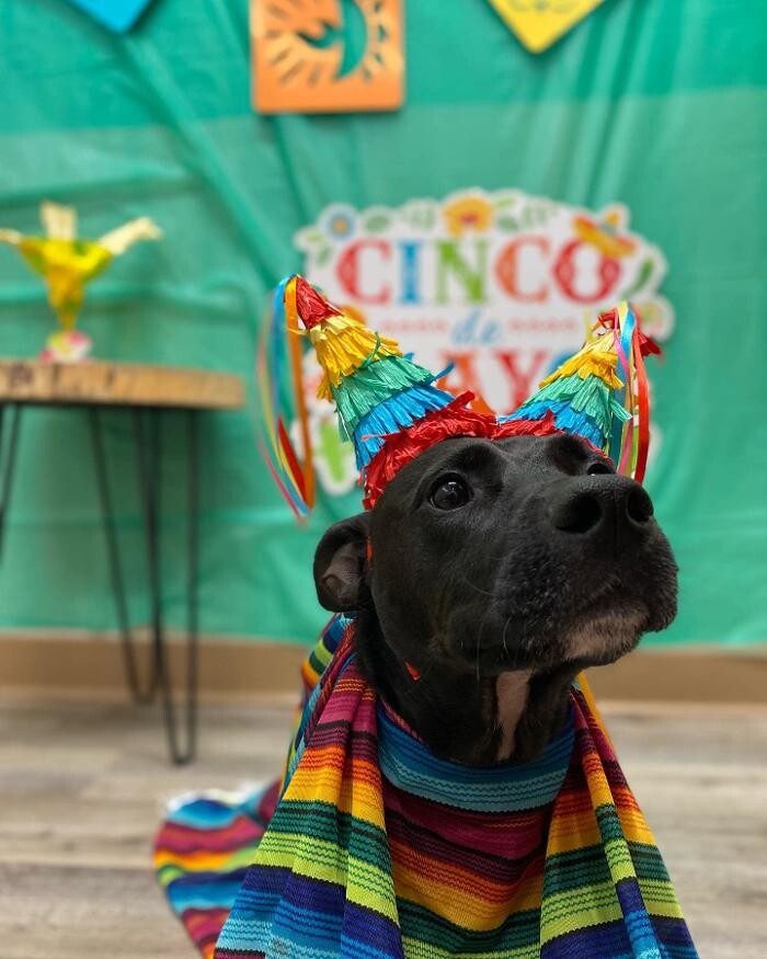 Images Fido Fido Dog Daycare & Boarding