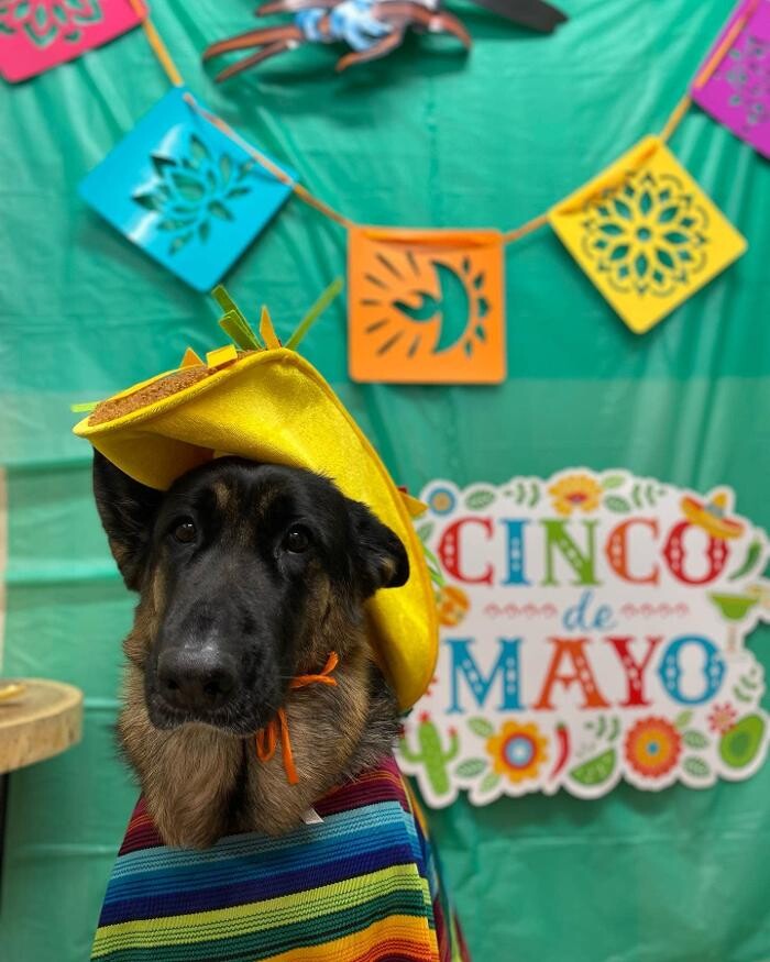 Images Fido Fido Dog Daycare & Boarding