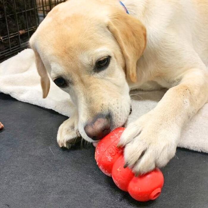 Images Fido Fido Dog Daycare & Boarding
