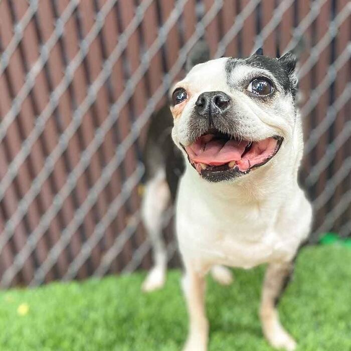 Images Fido Fido Dog Daycare & Boarding
