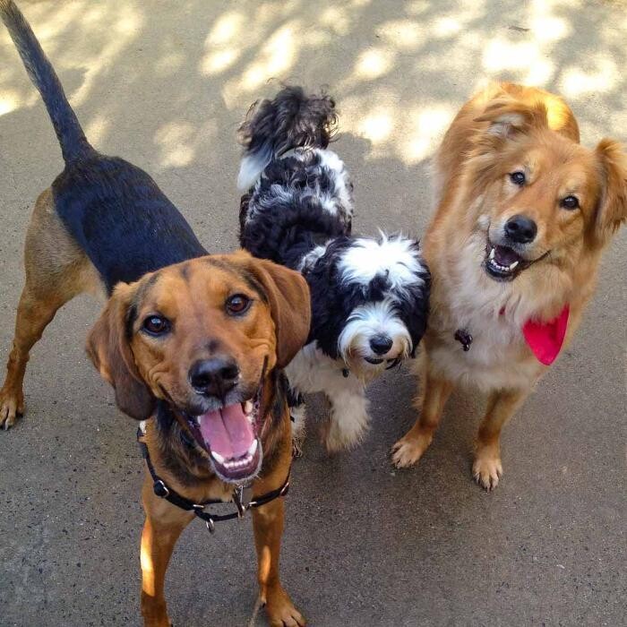 Images Fido Fido Dog Daycare & Boarding