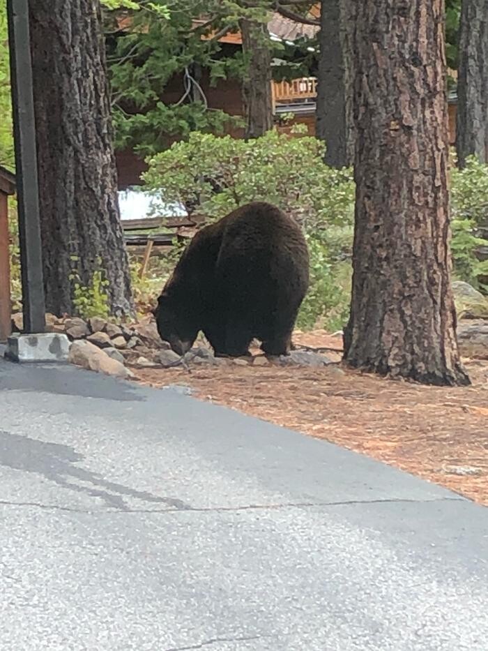 Images Team Blair Tahoe Real Estate - Compass