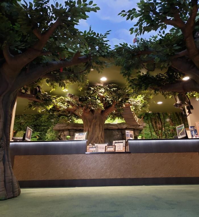 Images Jungle of Smiles Pediatric Dentistry