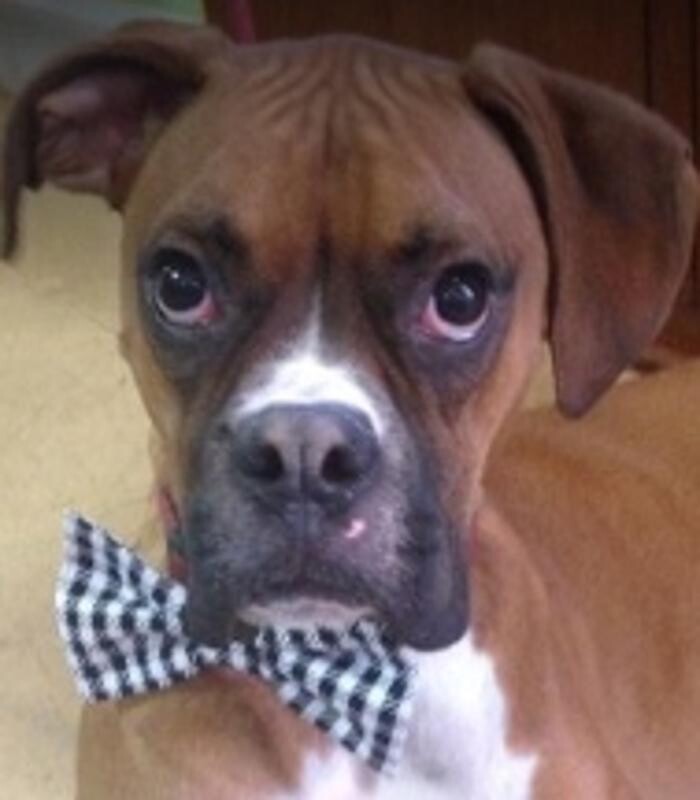 Images Wagg-n-Purr Retreat