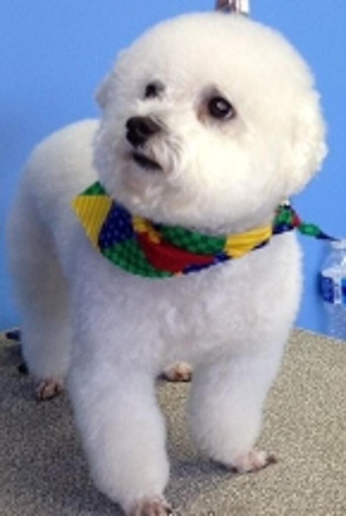 Images Wagg-n-Purr Retreat