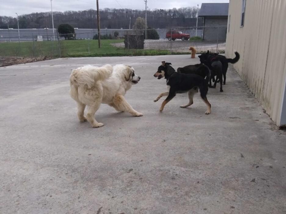 Images Wagg-n-Purr Retreat