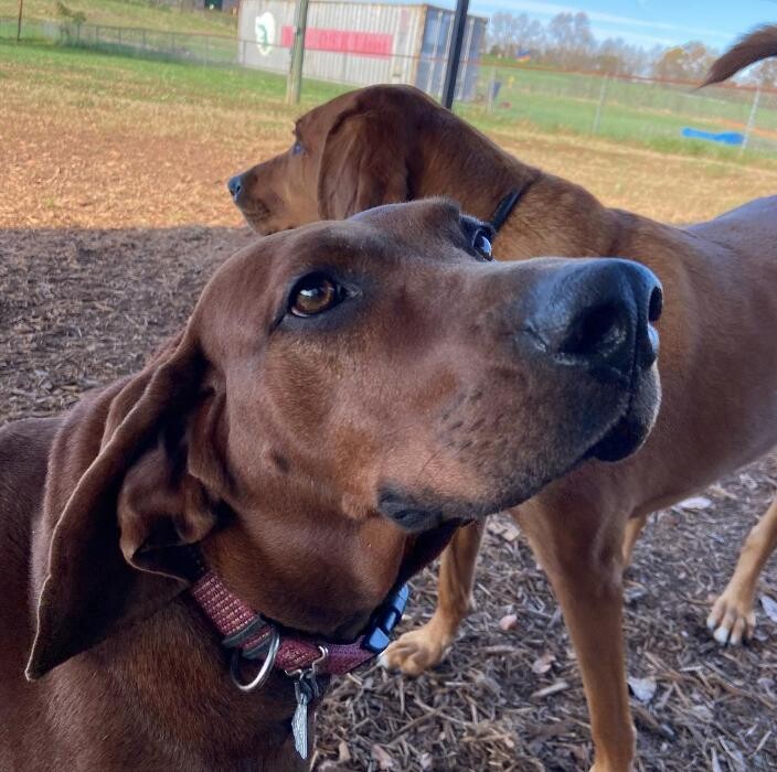 Images Wagg-n-Purr Retreat