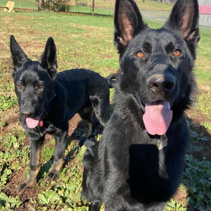 Images Wagg-n-Purr Retreat