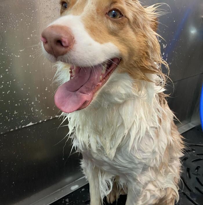 Images Wagg-n-Purr Retreat